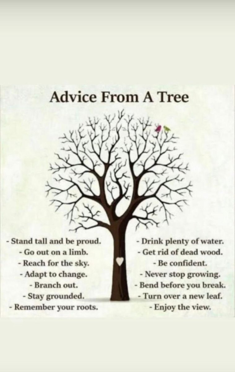 michaelasachs's tweet image. One of my favourite people sent this to me in honour of Tu Bi’Shevat… I thought the advice is worth sharing with everyone!
#bethetree