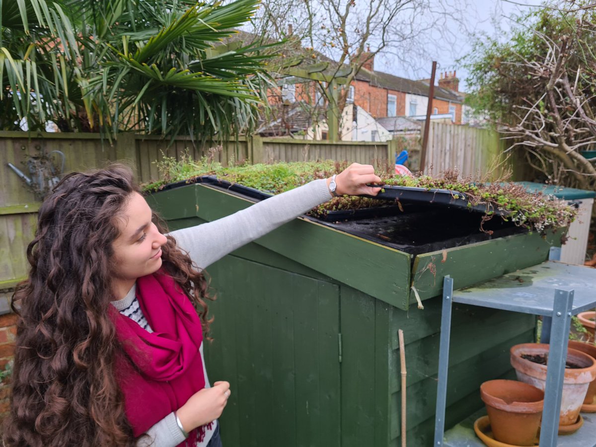 Great to visit Zoe and her Lockdown DIY green roof project. Substrate and thriving Sedum in @IKEA Shoe trays with drainage holes drilled through #diy #greenroof #urbangreening #bikeshed