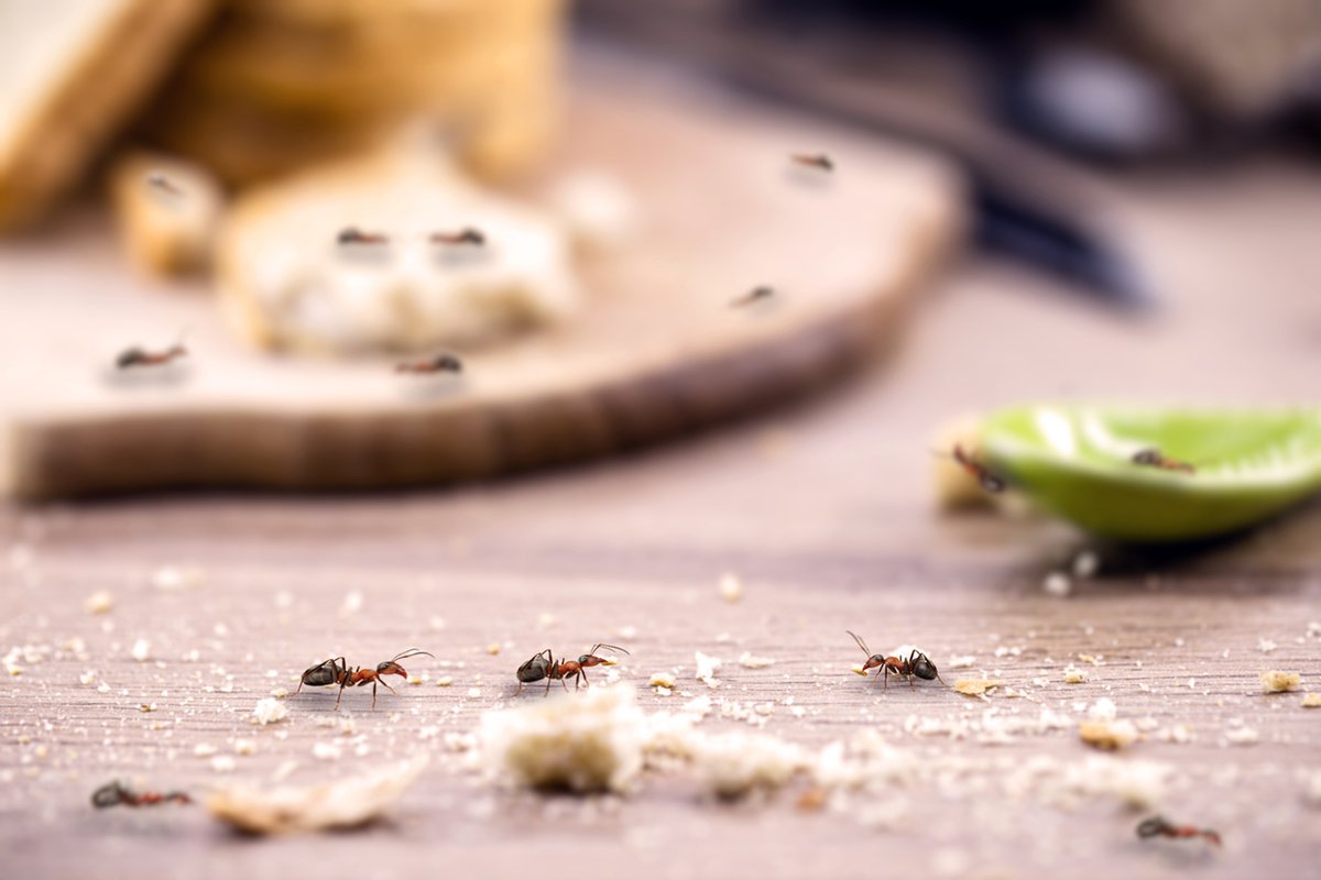 What draws ants inside? Most of the time, they’re looking for water or food sources. Look for entry and exit points, moisture in your home, or unsecured food. (1/2) bit.ly/33iiZAo