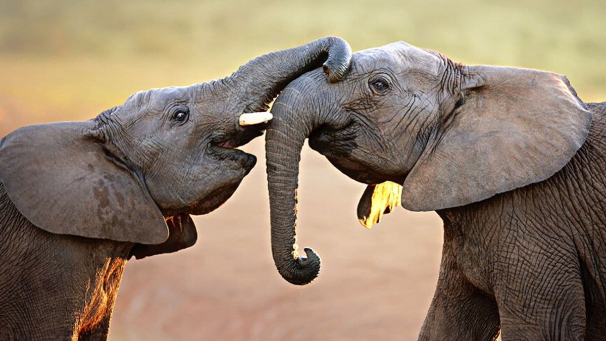 survivalanimal's tweet photo. Drones have become a crucial tool in the fight against poaching in South Africa, as poachers get smarter than ever. Help us raise $7,500 to provide our partner #AddoNationalPark with this invaluable weapon to help protect the precious wildlife in its care. https://t.co/X6QDw7OY18 https://t.co/NcUc8whJjm