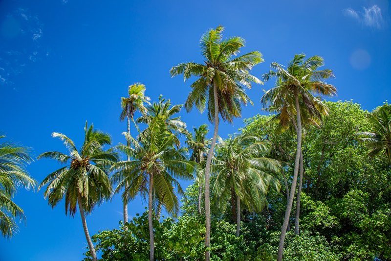 HevanaHolidays's tweet photo. The beautiful island of Keyodhoo. Keyodhoo is the most populous islands of Vaavu Atoll. Approximately 78.95 km away from the international velana airport. 🇲🇻❤️
.
#maldives #visithevana #visitkeyodhoo #keyodhoo #keyodhoomaldives #visitmaldives https://t.co/4ZFmLLh9JE