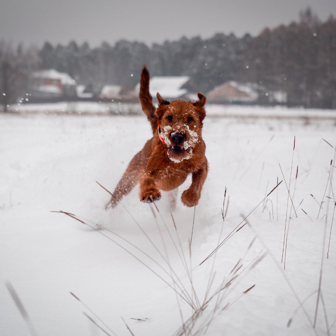 Running to my humans when I hear the treat bag shake!
.
.

#OpenRangePet #OpenRangePetTreats
#OpenRangeDogTreats #DogTreats #dogsofcanada #novascotia #halifax #dogsofinstagram #dogoftheday #doglife #canadianmade #canadatravel