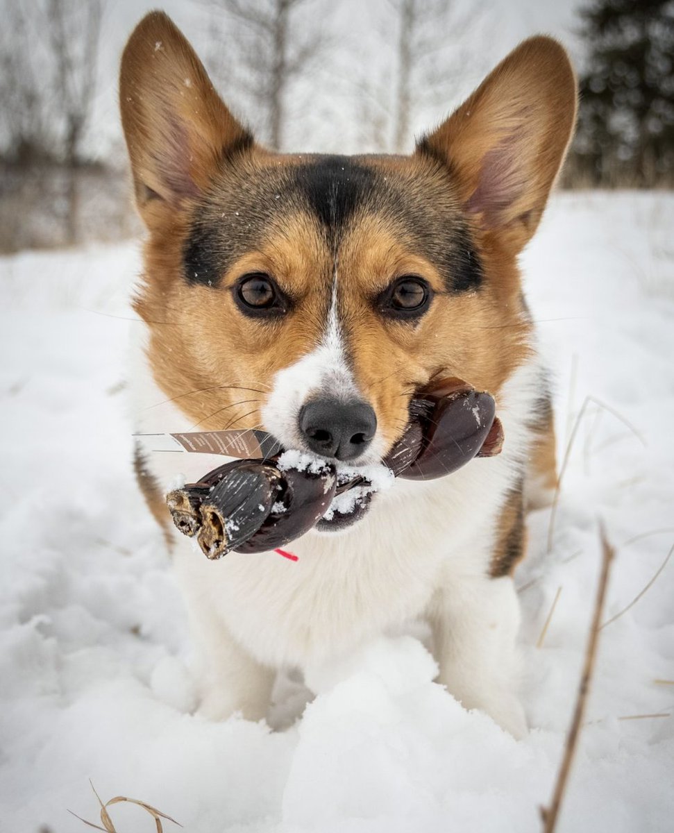 OpenRangePet's tweet photo. Little miss @kweencorgimj is at it again with her cute face and favourite treat.
.
.
📸/🐶: @kweencorgimj
#OpenRangePet #OpenRangePetTreats
#OpenRangeDogTreats #DogTreats
#dog #dogsofinstagram #dogs #dogstagram
#instadog #doglover #dogoftheday
#ilovemydog #doglovers #doglife https://t.co/59vaSL1VAA