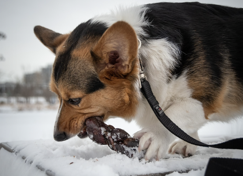 Little miss @kweencorgimj is at it again with her cute face and favourite treat.
.
.
📸/🐶: @kweencorgimj
#OpenRangePet #OpenRangePetTreats
#OpenRangeDogTreats #DogTreats
#dog #dogsofinstagram #dogs #dogstagram
#instadog #doglover #dogoftheday
#ilovemydog #doglovers #doglife