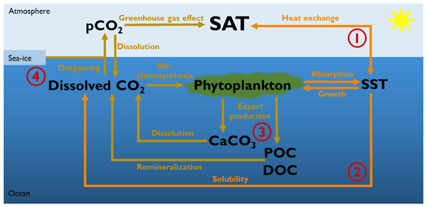 #DidYouKnow that light absorbed by phytoplankton warms the ocean's sufrace? This warming can then  affect air–sea heat and CO2 exchanges.

 IMF researchers looked at the effects in a new paper: bg.copernicus.org/articles/19/22…