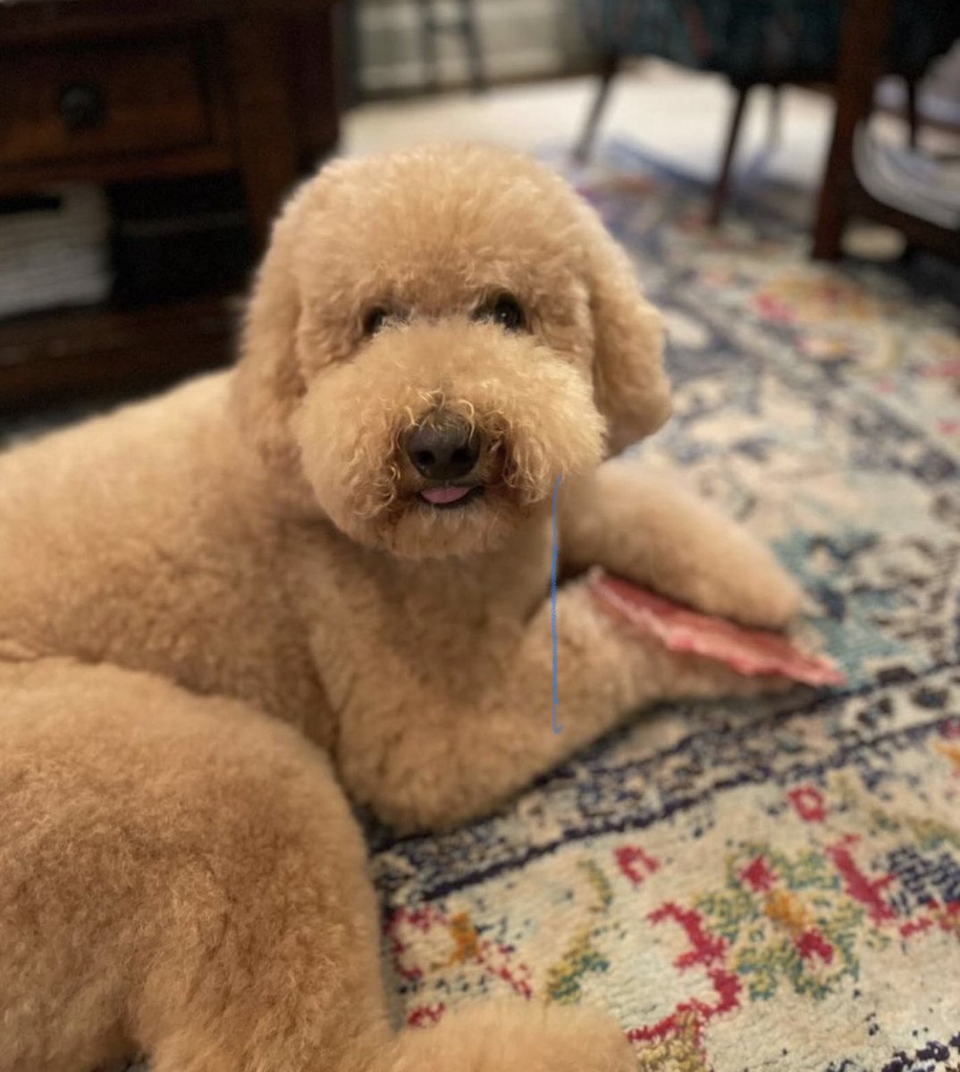 Happy Monday!
.
.
#OpenRangePet #OpenRangePetTreats
#OpenRangeDogTreats #DogTreats
#dog #dogsofinstagram #dogs #dogstagram
#instadog #doglover #dogoftheday
#ilovemydog #doglovers #doglifestyle