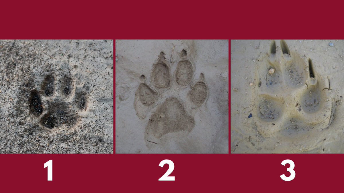 Q3/5 Which of these paw prints belong to a fox? Do you know how to tell? Bonus points if you can name the other species! Let us know in the comments!