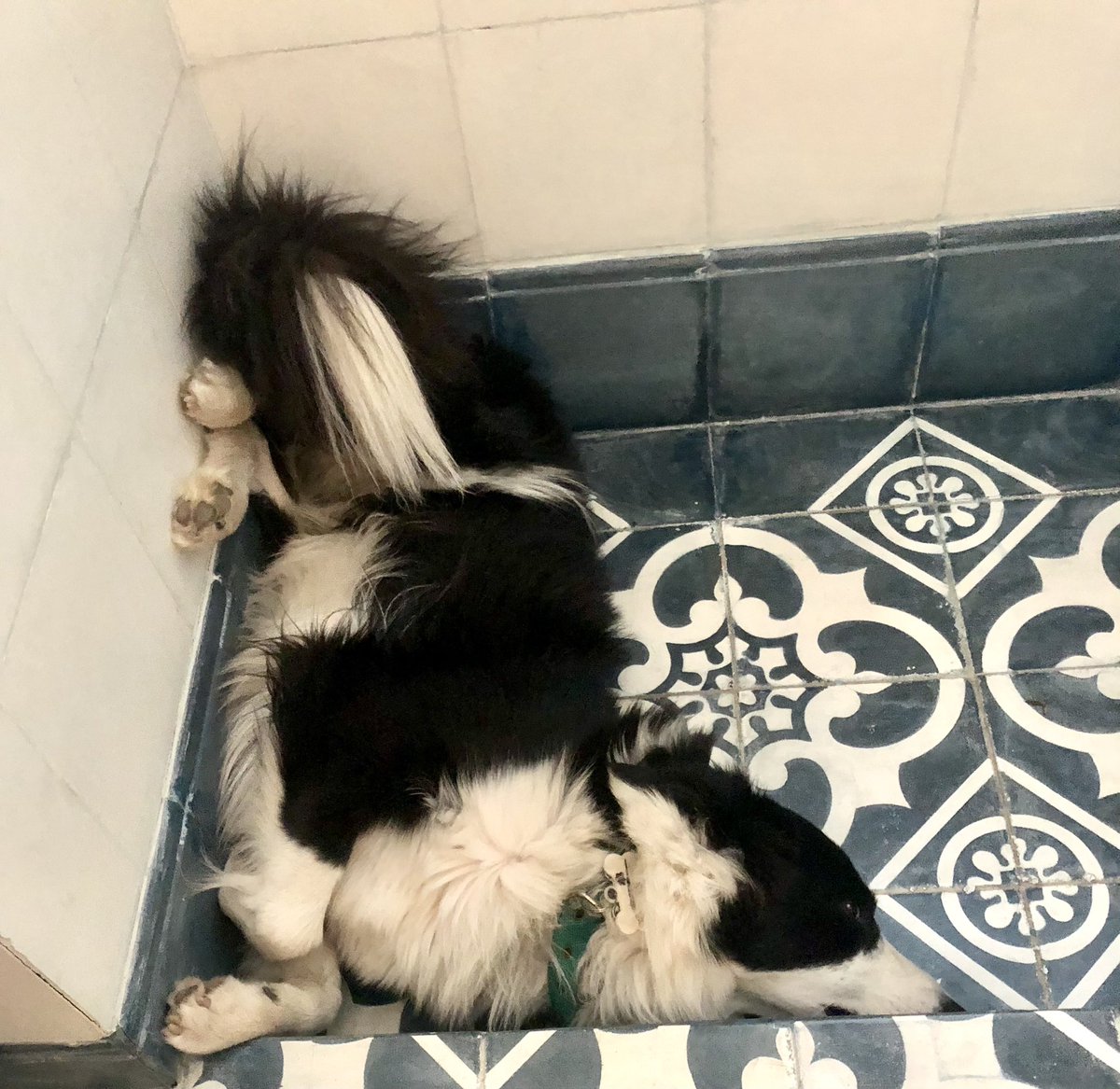 Todos somos balto un Lunes con sensación térmica de 50