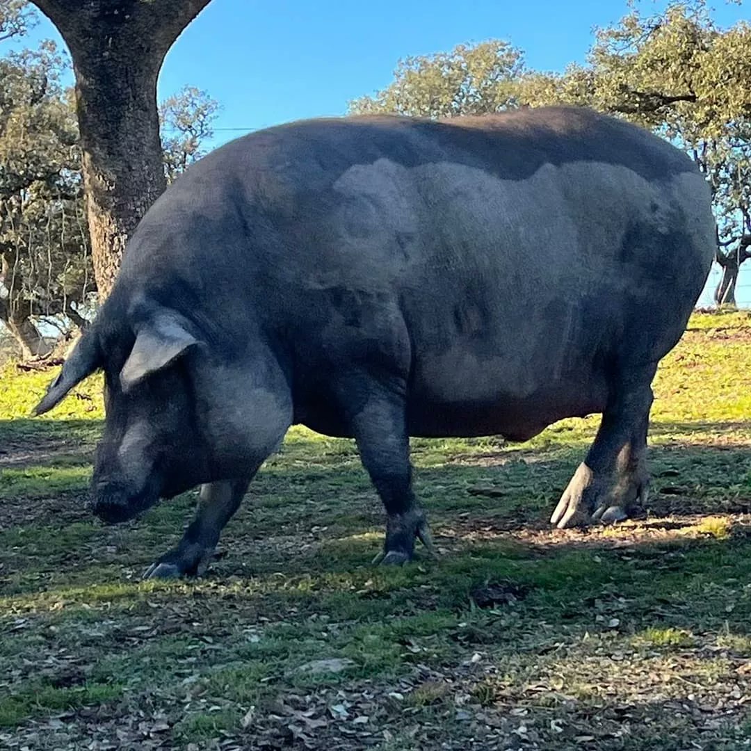 Menuda hechura, parecen trazados por el mismo Picasso.

No te pierdas nuestro Tour Privado "El Origen del Jamón Ibérico"

#cerdo #ibérico #montanera #dehesa #laslagartosas #agroturismo #jamón #ibérico #tour #privado #visita #privada #jamon #iberico #picasso #art #nature #cubismo
