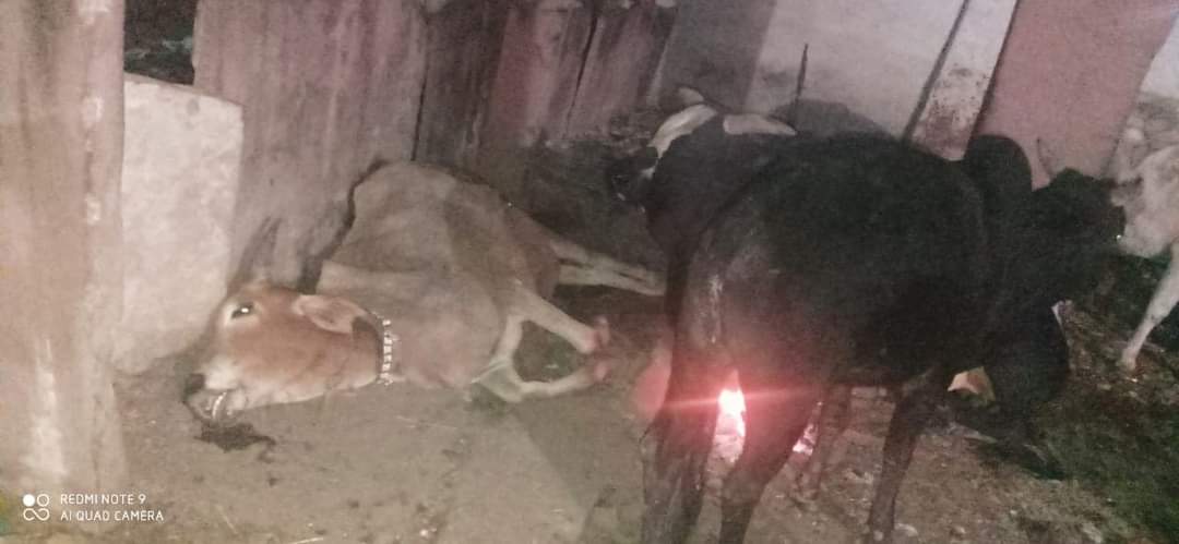 NishankJain_'s tweet photo. गौ माता के नाम पर वोट लेने वाली सरकार जिसको गौवंशो की चिंता ही नही गंजबासौदा में सर्दी में तड़प तड़प कर 2 गायो की मौत हो गयी लेकिन इस ओर सरकार का कोई ध्यान नही, पहले सर्दियों में अलाब जलते थे जिसमें लोग तापते थे और मूक गौ वंश भी अलाब के पास बैठकर कड़कड़ाती सर्दी से बच जाते थे । https://t.co/TL6PPJNMmD