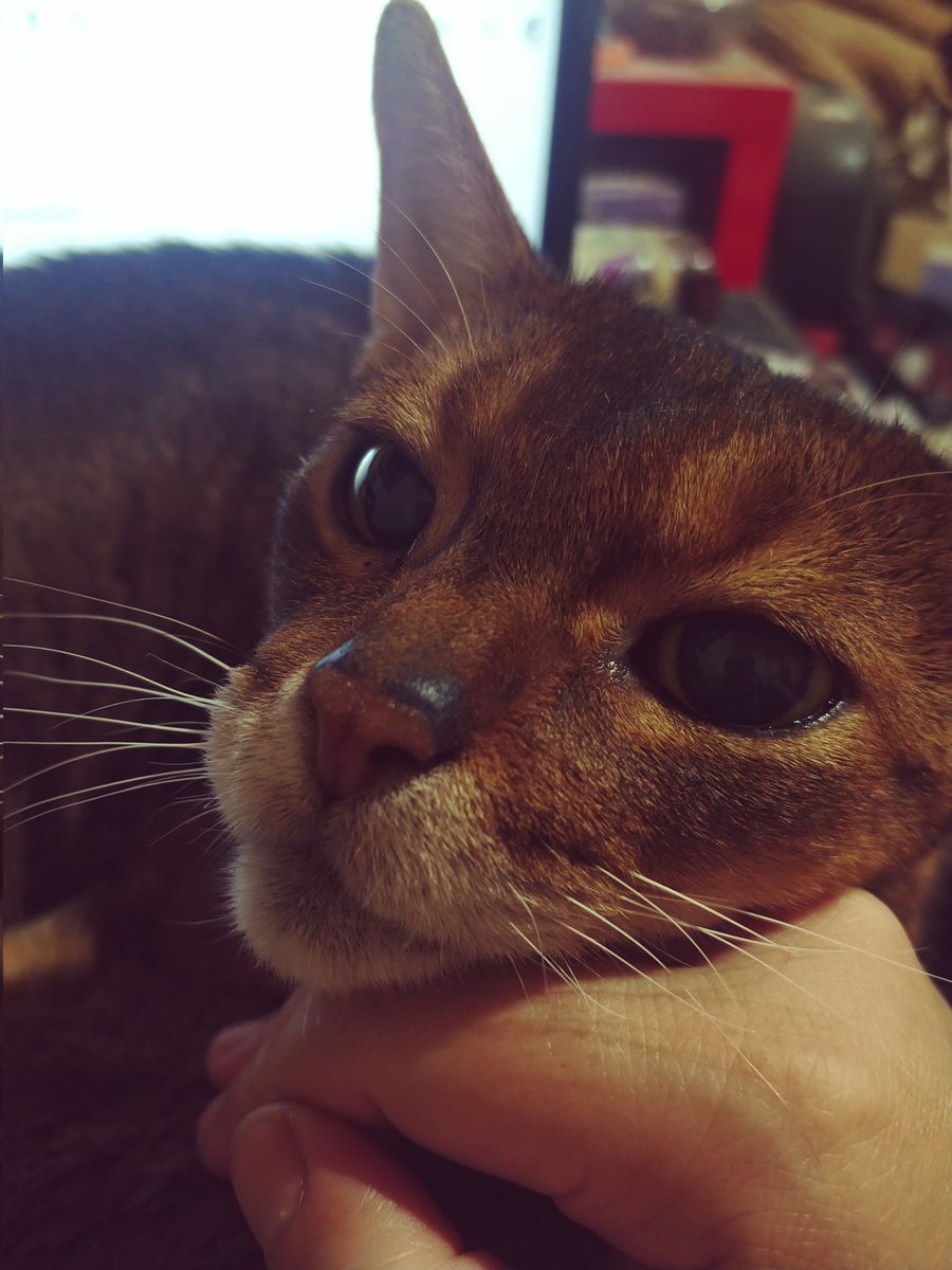 HarukoKanta's tweet photo. あごおき #アビシニアン #アビシニアン部 #ねこすたぐらむ #ねこすきさんと繋がりたい #猫好きさんと繋がりたい #CatsOfTwitter #catsofinstagram #CatsLover #猫との生活 #ねこ #猫がいる幸せ https://t.co/kxjIGlI8FS