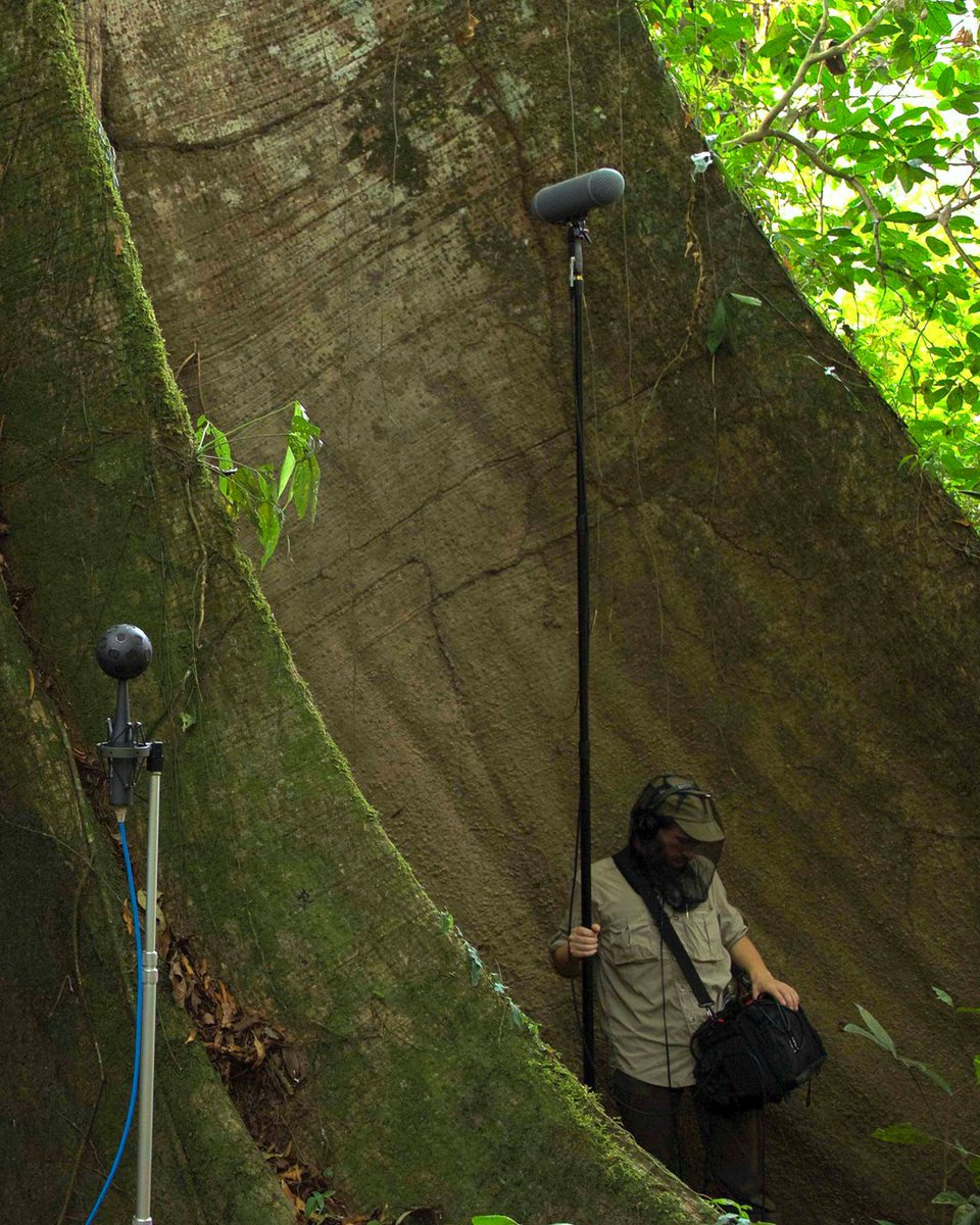 Museo_MAXXI's tweet photo. Nel progetto #FragmentsofExtinction, il ricercatore e compositore #DavidMonacchi - al MAXXI venerdì #28gennaio - registra 24 ore di suoni nelle foreste equatoriali più antiche e bio-diverse del pianeta in Amazzonia, Africa e Borneo. Info e prenotazioni 👉 https://t.co/TggZtVIsLw https://t.co/6f8AgQ38aT