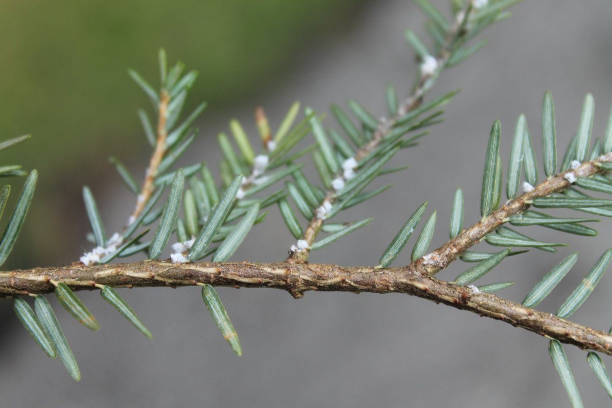 Invasive Species Ctr tweet media