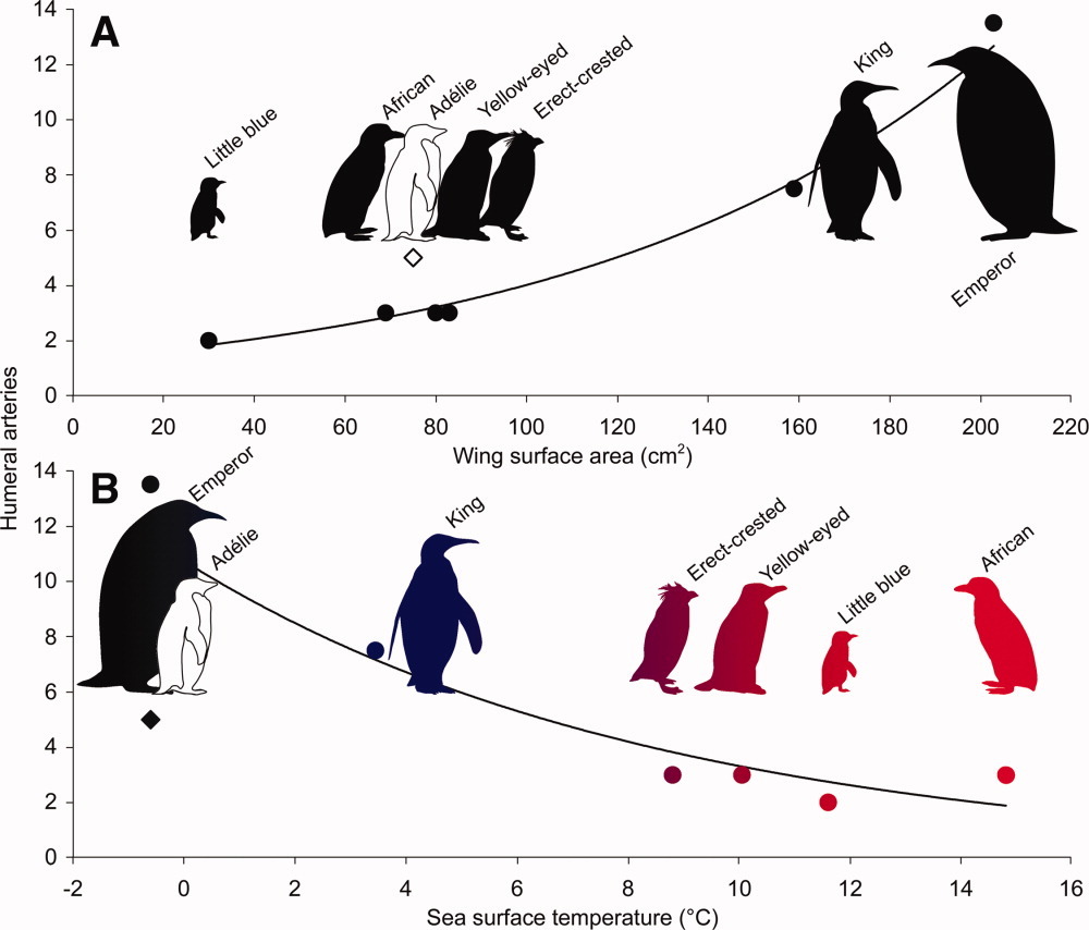 AnatRecord's tweet photo. In penguins, insulation and vascular heat-retention mechanisms allow penguins to forage in water that is much cooler than their core body temperature. On #PenguinAwarenessDay, read more here: 
https://t.co/5oKZNTcKyu

#penguins #ColdAdaptation #Eudyptes #Megadyptes #vasculature https://t.co/kWNzfVNSK7
