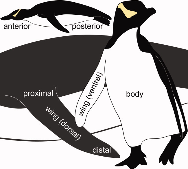 AnatRecord's tweet photo. In penguins, insulation and vascular heat-retention mechanisms allow penguins to forage in water that is much cooler than their core body temperature. On #PenguinAwarenessDay, read more here: 
https://t.co/5oKZNTcKyu

#penguins #ColdAdaptation #Eudyptes #Megadyptes #vasculature https://t.co/kWNzfVNSK7