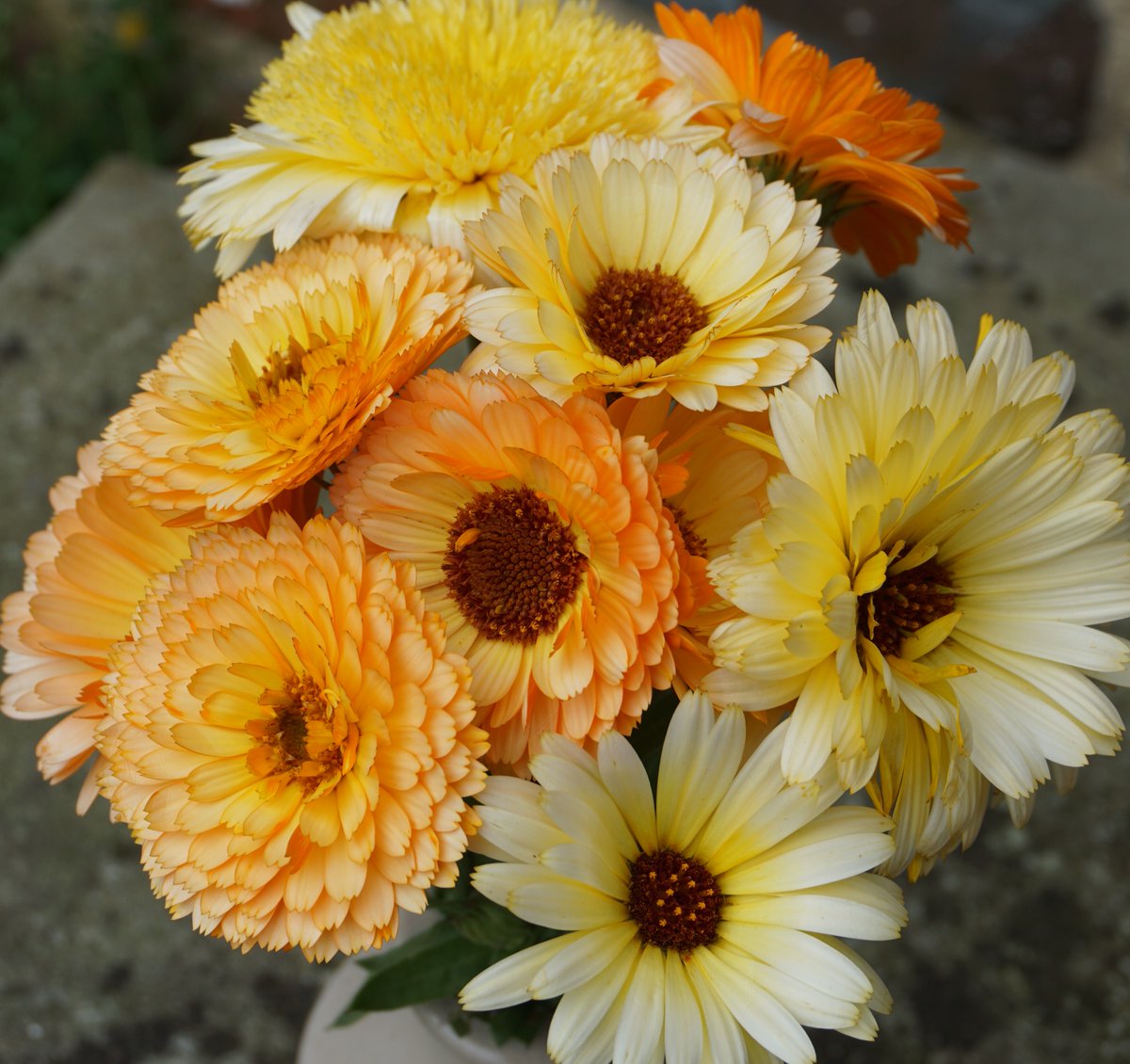 Brightening up your Monday with a bunch of Calendula. 

#cutflowers #calendula #marigold #growyourownflowers