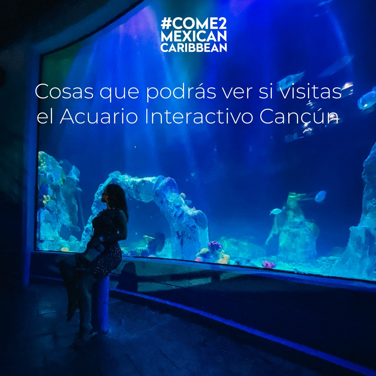 Come2Mexican's tweet photo. ¡Amantes de los acuarios y la vida marina manifiéstense! 💙
Disfruta y conoce nuevos mundos en el Acuario interactivo de Cancún 
 
#Come2MexicanCaribbean #VenalCaribeMexicano #Come2Cancun #vacation https://t.co/4z4buEPq0i