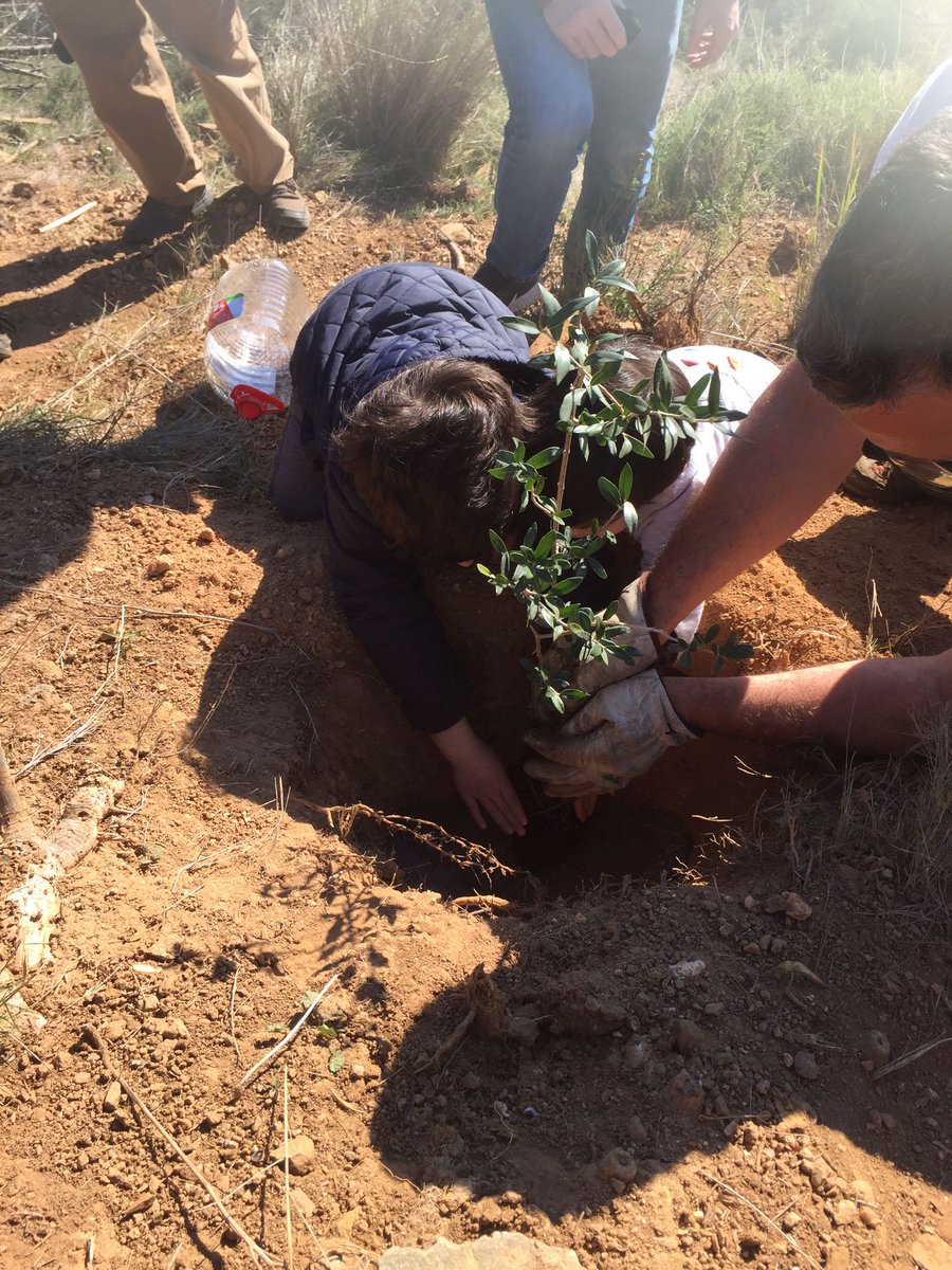 DEPANA's tweet photo. Aquí teniu algunes fotos de la plantada d'arbres que van realitzar diumenge alguns membres del Grup d'#AccióForestal de #DEPANA a la zona de la #FontdelGos de #Collserola 🍃
Va ser durant la festa de l'arbre #TuBishvat que va organitzar l'associació cultural jueva #Limud 🌳 https://t.co/DUMKNTBbfr
