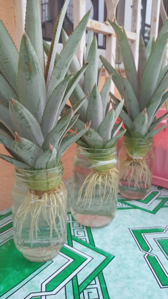 Ma curiosité agricole continue.

Ici, petite récolte d'oseille du samedi dernier.
La 2ème image ce sont des pieds d'ananas prêts à être mis en terre.

La terre ne ment pas.