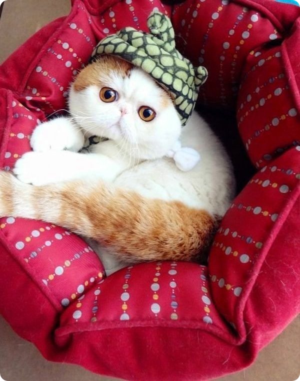 Ingrid Zimmerman (@ingridz44518195) on Twitter photo 