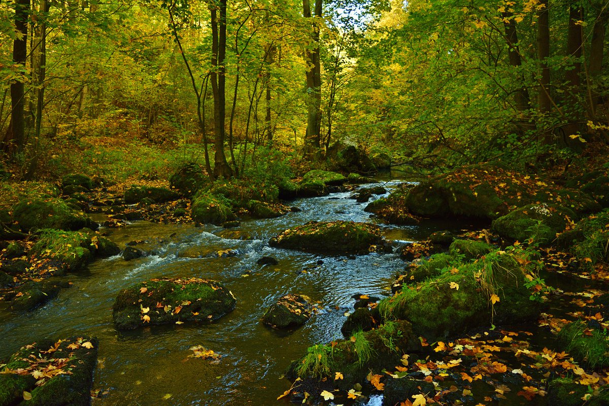 HaggardHawks's tweet image. A SWERL is a calm stream. 
A STRICK is a fast stream.
A TRINTLE is a shallow stream.
A PURL is a swirling stream. 
A SIKE is a marshland stream. 
A FRESHET is a freshwater stream. 
A BURNGRAIN is a stream that meets a river.
A STREAMLING is a tiny stream.