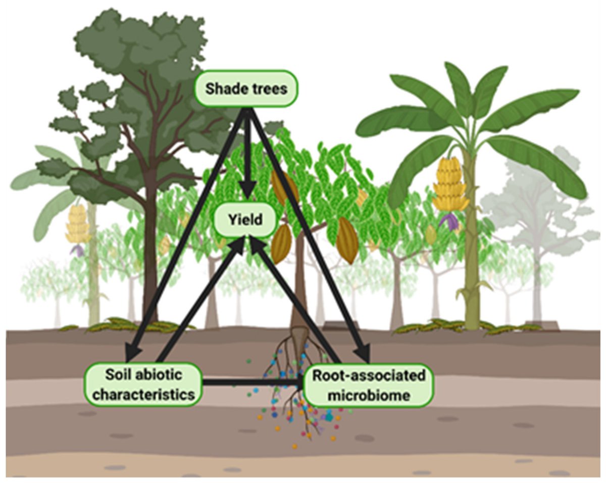 Jennifer Schmidt (@jenschmidtsci) on Twitter photo Our new paper out on the cacao-root-associated microbiome in a young diversified agroforestry system is out! Looking forward to seeing how the microbiome changes as the system matures. doi.org/10.3390/agrono…
<a href="/MDPIOpenAccess/">MDPI</a> @agronomy_mdpi Our new paper out on the cacao-root-associated microbiome in a young diversified agroforestry system is out! Looking forward to seeing how the microbiome changes as the system matures. doi.org/10.3390/agrono…
<a href="/MDPIOpenAccess/">MDPI</a> @agronomy_mdpi