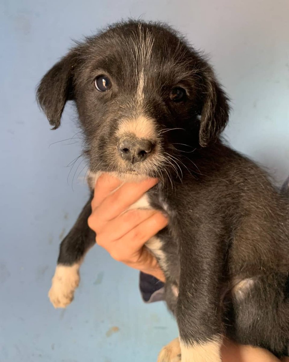 FundacionLucila's tweet photo. En adopción responsable 🥰

Los bebés de Samanta, tienen 1 mes y medio, 2 machos, 3 hembras, no aseguramos su tamaño, la mamá es mediana y al papá no lo conocemos así que todo puede pasar 🐶.

Se entregan a mediados de Febrero desparasitados y con una dosis de la vacuna puppy. https://t.co/p9IqZvOwKY