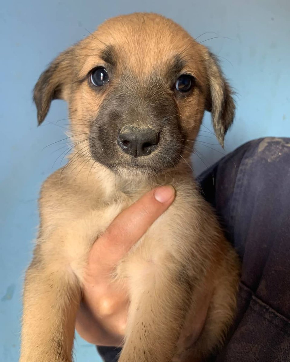 FundacionLucila's tweet photo. En adopción responsable 🥰

Los bebés de Samanta, tienen 1 mes y medio, 2 machos, 3 hembras, no aseguramos su tamaño, la mamá es mediana y al papá no lo conocemos así que todo puede pasar 🐶.

Se entregan a mediados de Febrero desparasitados y con una dosis de la vacuna puppy. https://t.co/p9IqZvOwKY