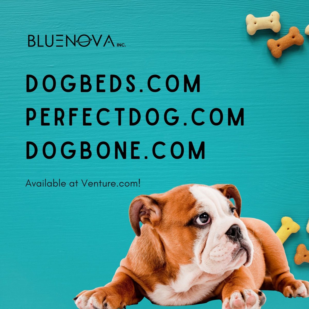 DAgentJason's tweet photo. Calling all dog lovers!! Great ideas and a love of dogs go hand in hand. Give your dog something to bark at with a great domain name. #dog #dogseller #doglover #dogbone #dogbed #businessidea #venute #bluenova https://t.co/ValAnIDlmX