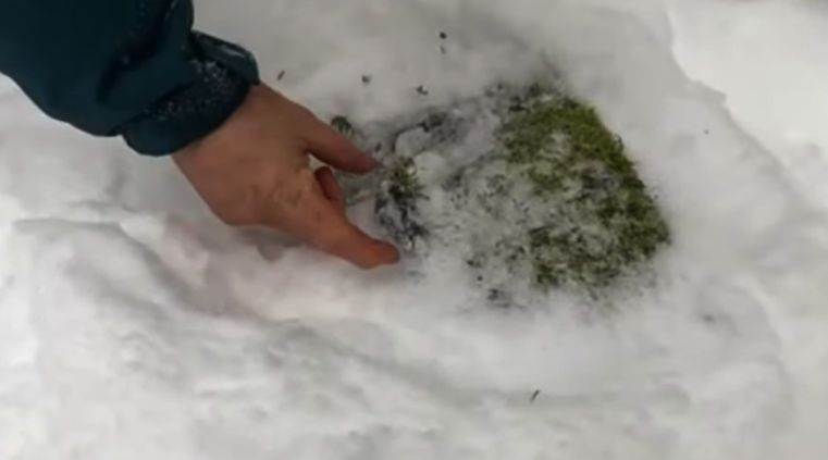 Franca Genco tweet media