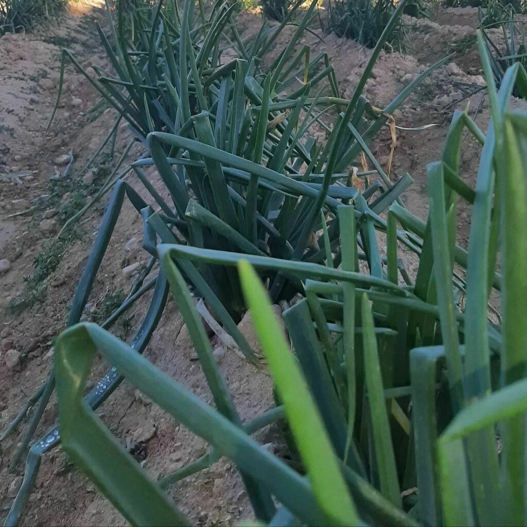 A punto para cogerlos y enviarlos a tu casa!!!

.
.
.
#calçotsadomicilio #calsotsadomicilio #calçots #calcots #calsots #calsotsdevalls #calsotada #calçotada #catalunyaexperience #calçotsexperience #calçotsIGP #calsotsacasa #photocalçots #photocalsots #calçotadaacasa