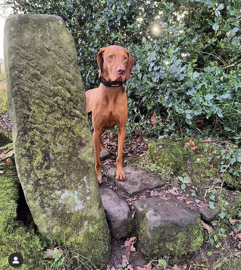 MedDetectDogs's tweet photo. Barna alerts our client, Emily, when her neurological condition is about to make her collapse.

Before Barna she changed from an active, healthy girl to one controlled by her condition.

Now she does things she couldn't 
have dreamed of thanks to him.

https://t.co/1CBlWg6YZ9 https://t.co/7LNfdaK6LZ