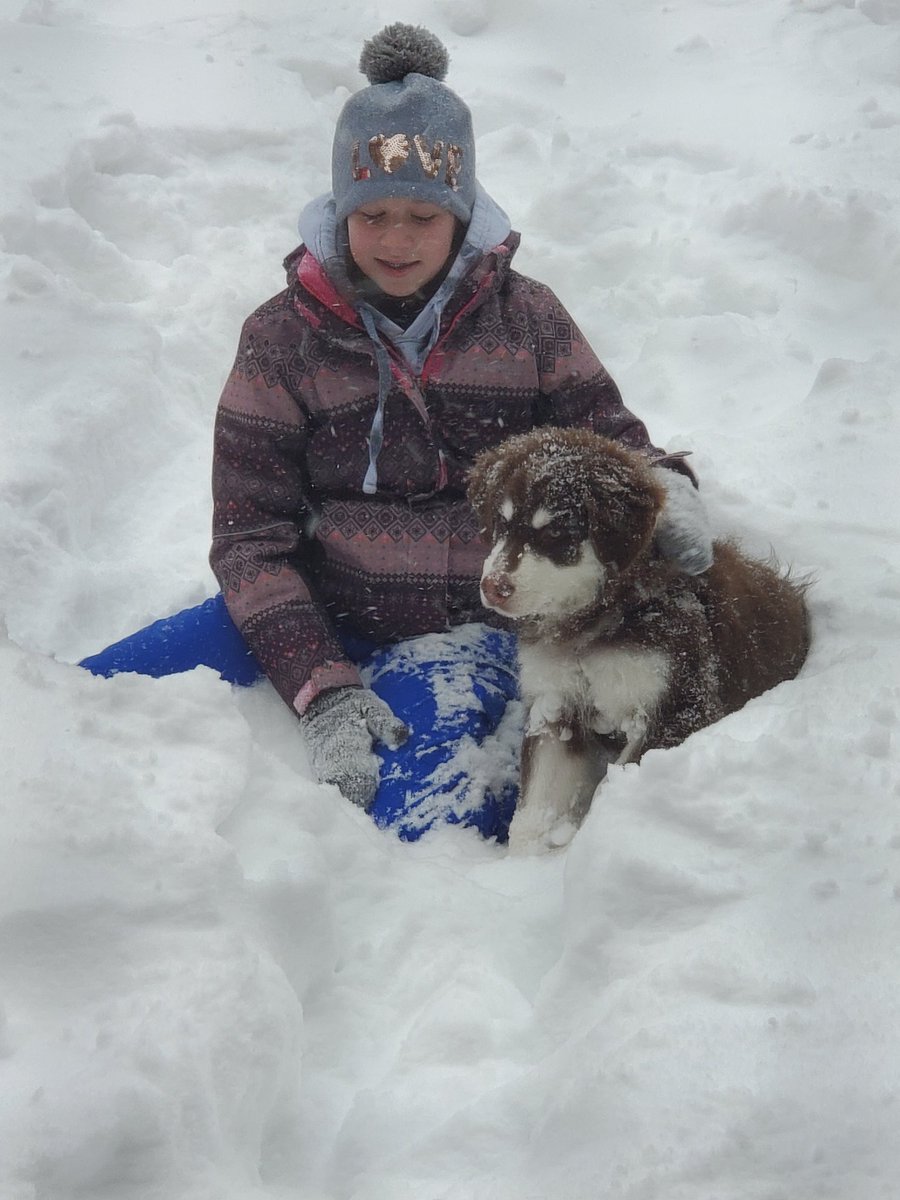 AmandaC23630342's tweet photo. Snow day &amp; puppies,  not much better! @AllenbyPS_TDSB @AllenbyPS https://t.co/QbLxNdcsmt
