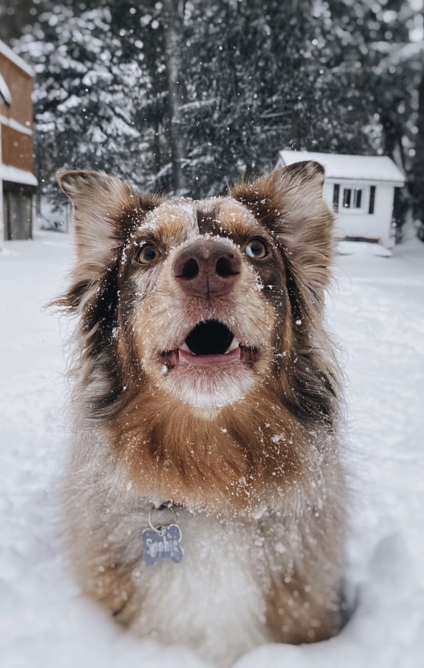 These animals playing in the snow will brighten up your 'Blue Monday' /  Twitter
