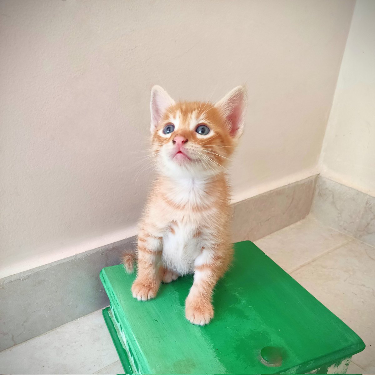 ziliava's tweet image. RT por favor.
 
Tengo estos 4 bellos gatitos en adopción, tienen un mes recién cumplido. Ayúdame a conseguirles un hogar❤️

📍 Cartagena