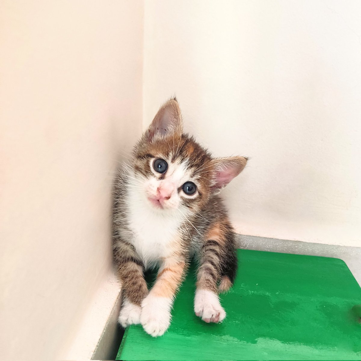 ziliava's tweet image. RT por favor.
 
Tengo estos 4 bellos gatitos en adopción, tienen un mes recién cumplido. Ayúdame a conseguirles un hogar❤️

📍 Cartagena