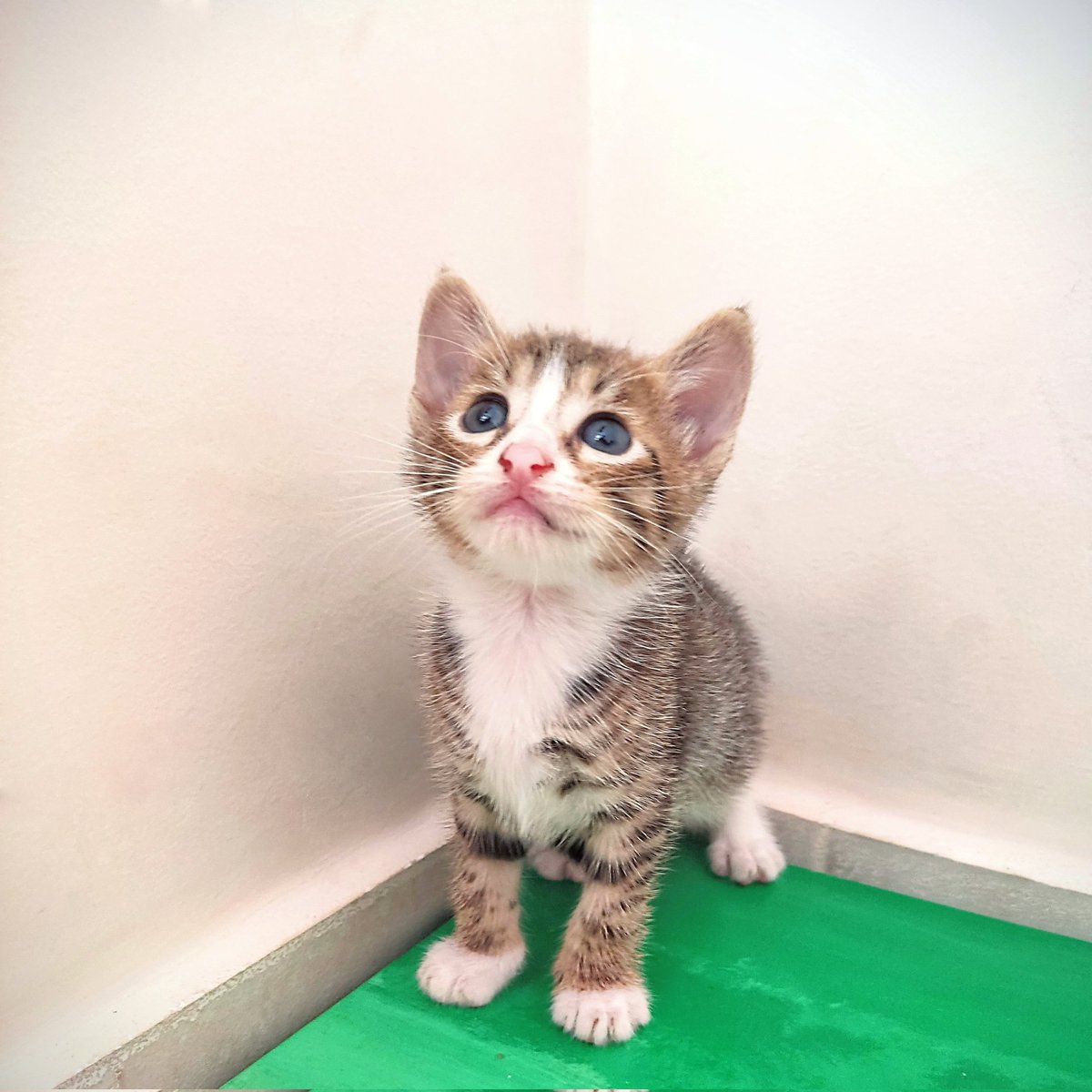 ziliava's tweet image. RT por favor.
 
Tengo estos 4 bellos gatitos en adopción, tienen un mes recién cumplido. Ayúdame a conseguirles un hogar❤️

📍 Cartagena