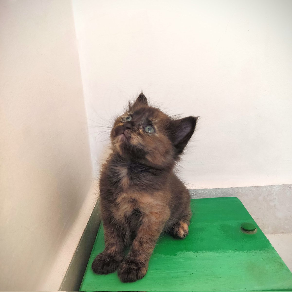 ziliava's tweet image. RT por favor.
 
Tengo estos 4 bellos gatitos en adopción, tienen un mes recién cumplido. Ayúdame a conseguirles un hogar❤️

📍 Cartagena