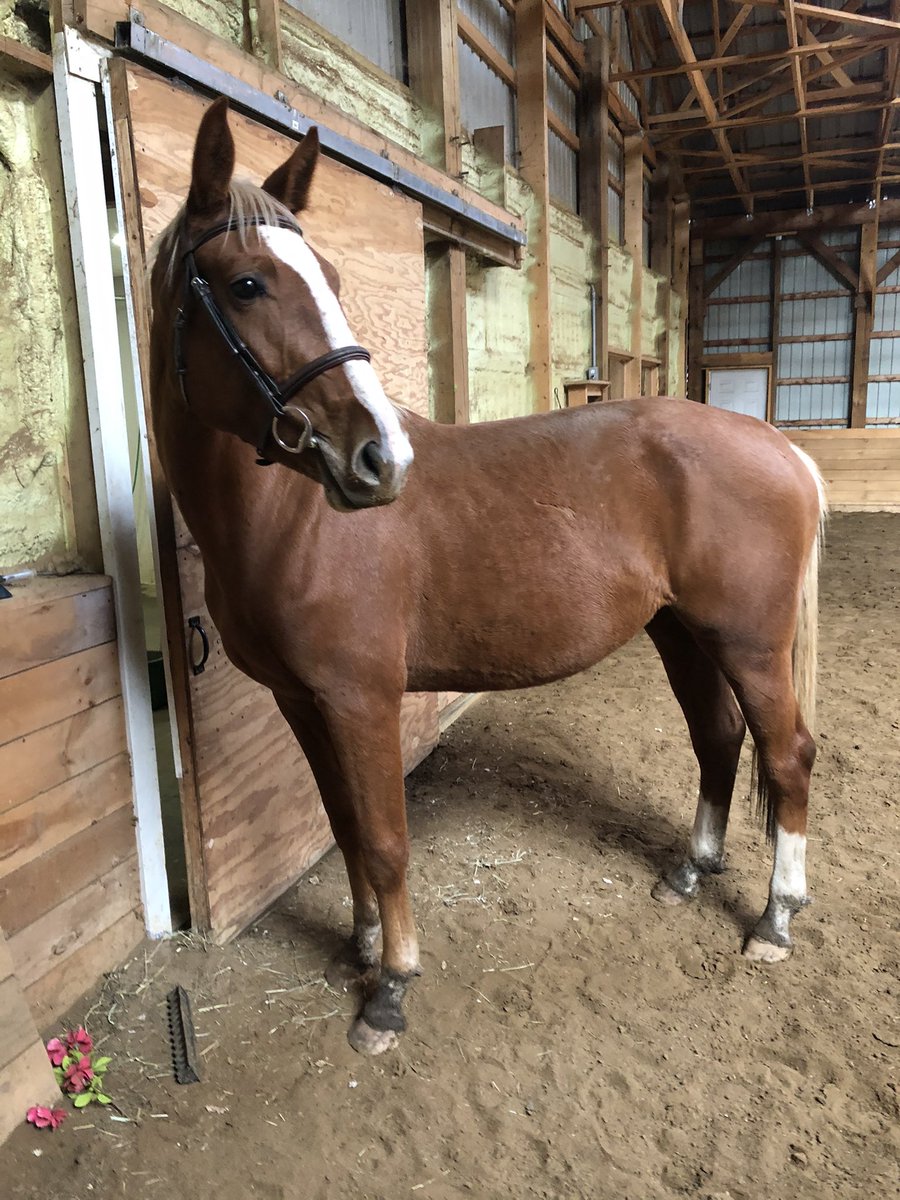 What would you expect price-wise for an unstarted rising 3 yr old, by a well known hunter stallion, 10+ mover, very flashy (all the chrome) and shows promise to be a successful amateur’s hunter?? (Pics from summer for reference)