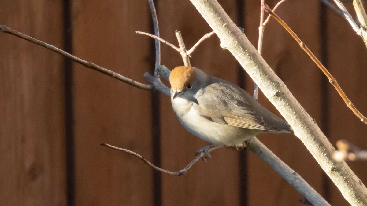 Three unusual visitors in the garden this morning, a male Great Spotted Woodpecker and a male and female Blackcap.