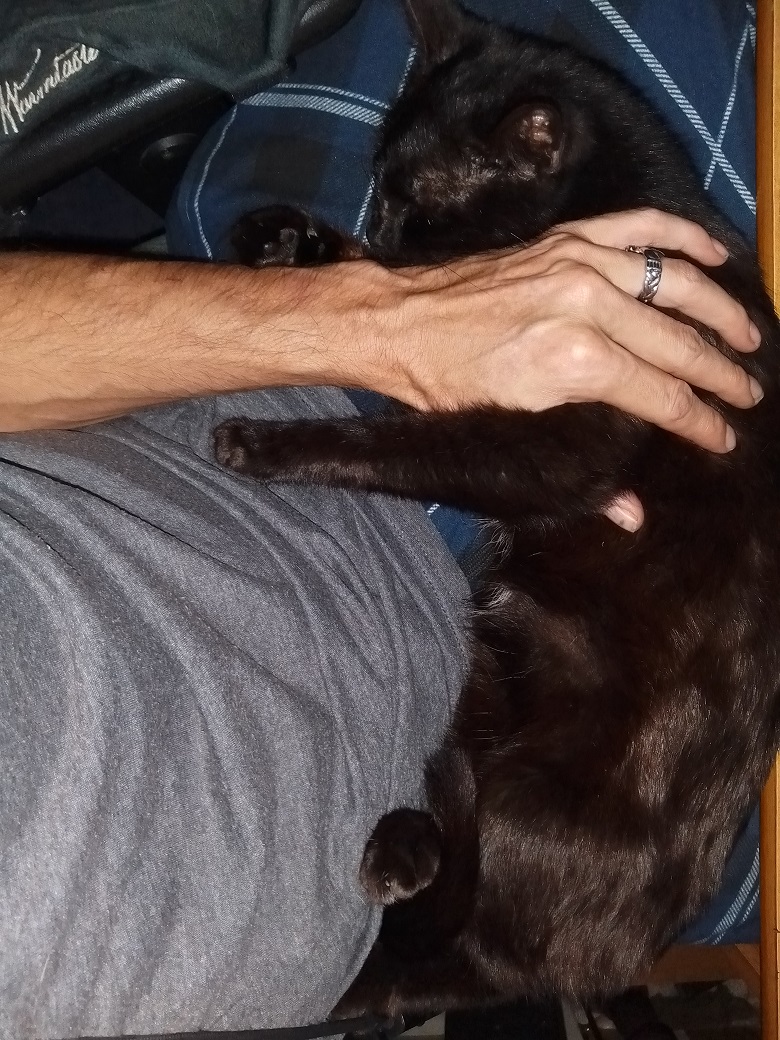 zens_place's tweet photo. Current lap occupant Misty #warmlap #CatsOfTwitter https://t.co/D9f8eJidqI