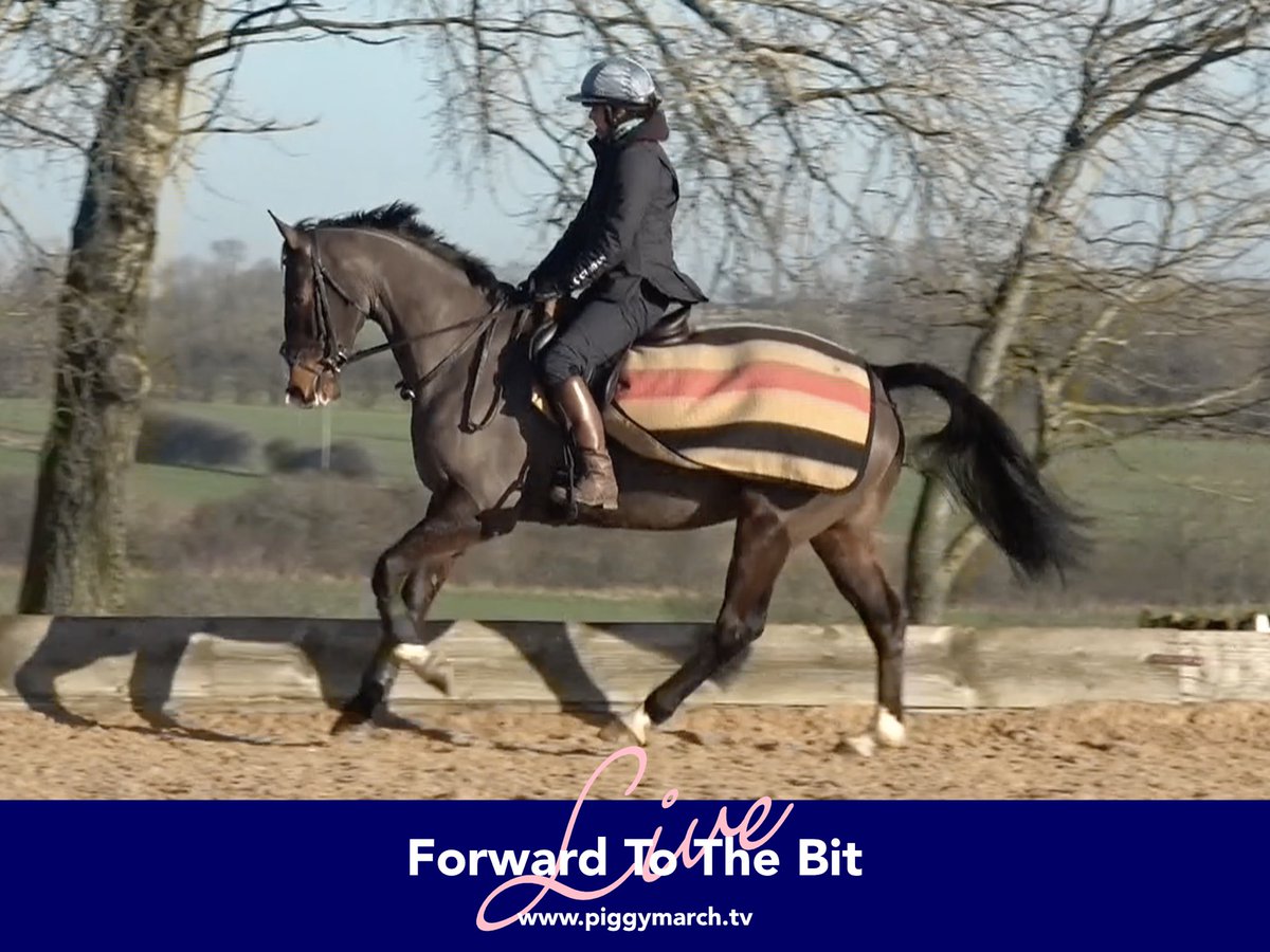 Meet Little Arthur - an exciting new horse to me! In this video I work on getting him forward to the contact which I think is one of the fundamental building blocks for your flatwork training.💪🤗

Watch the video now!🖥👀✅

🌟➡️ piggymarch.tv ⬅️🌟

#TrainWithPiggy