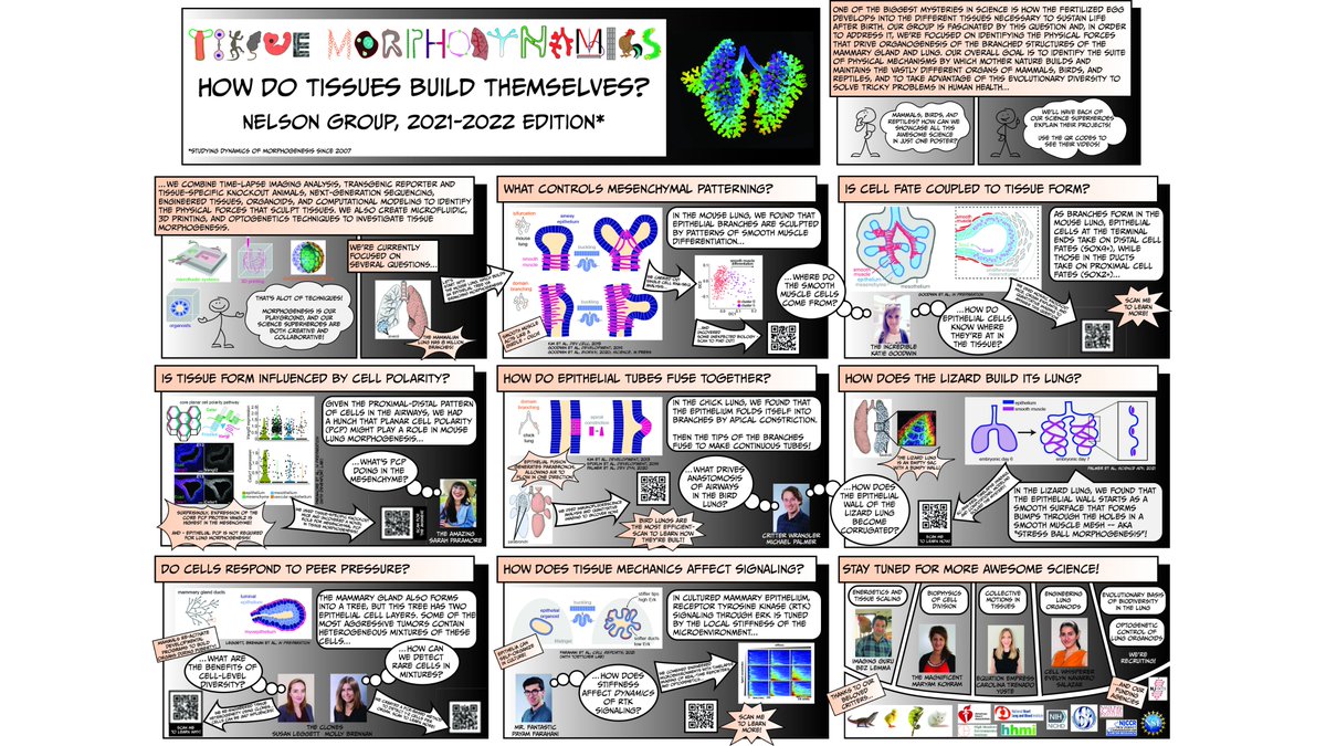 Tissue Morphodynamics Group (@celestemnelson) on Twitter photo Our Science Superhero Squad is looking to expand! We have open postdoc positions to join a collaboration with <a href="/shaunkunisaki/">Shaun Kunisaki, MD, MSc</a> focused on the role of mechanical forces in lung development! Creative, supportive, multidisciplinary environment - please RT! 🐭🫁 Our Science Superhero Squad is looking to expand! We have open postdoc positions to join a collaboration with <a href="/shaunkunisaki/">Shaun Kunisaki, MD, MSc</a> focused on the role of mechanical forces in lung development! Creative, supportive, multidisciplinary environment - please RT! 🐭🫁