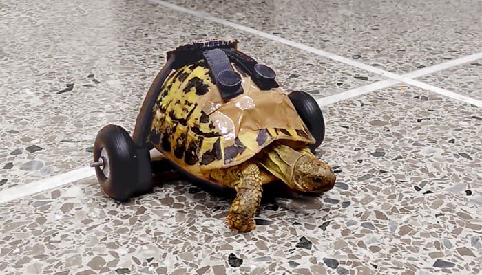 Any schools looking to help us design a 3D cart for a tortoise?