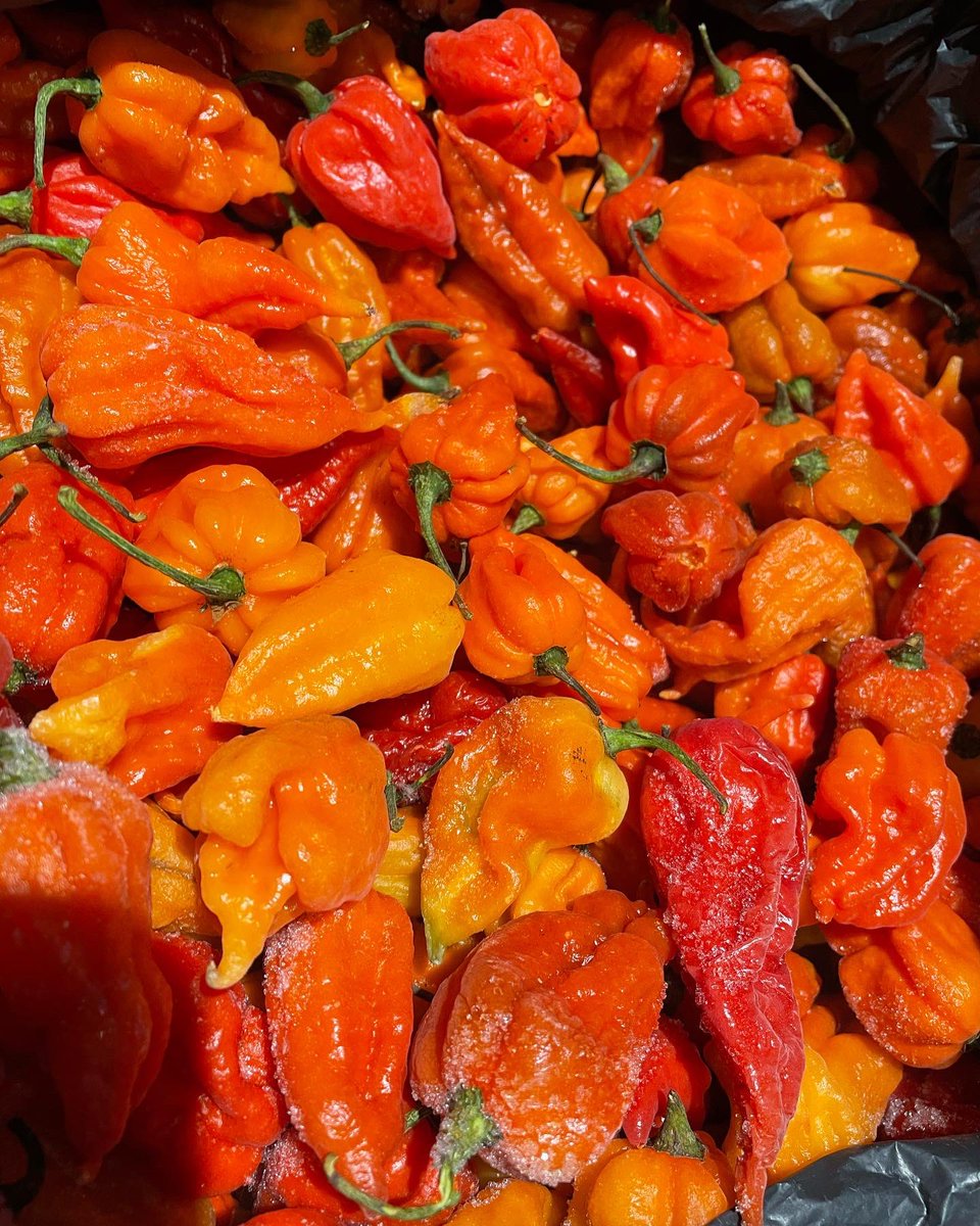 DevonChilliMan's tweet photo. Coming soon #devonchilliman Purple Naga Viper Brain #PNVB 😈🔥🔥🔥🔥🔥🔥🔥 https://t.co/m8YlJ9r1cA