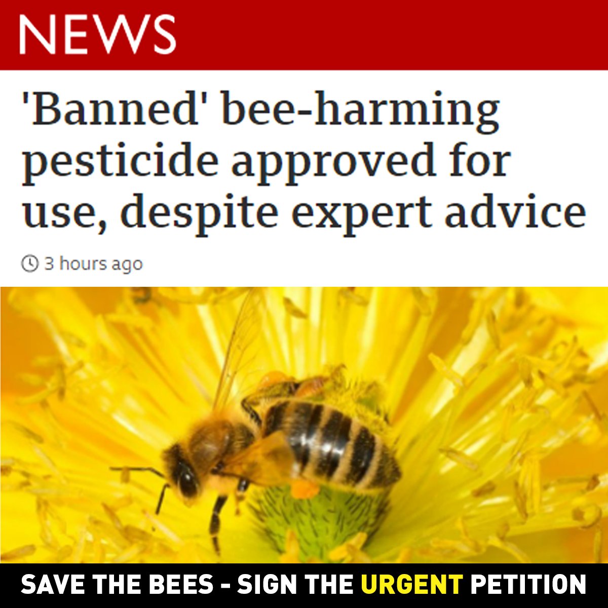 GreenpeaceUK's tweet image. 🚨 BREAKING 🚨
The government has given the green light for bee-killing pesticides to be used in the UK. AGAIN!

Tell the government to keep these deadly chemicals away from bees - add your name here: act.gp/3fzlmlc
#SaveTheBees