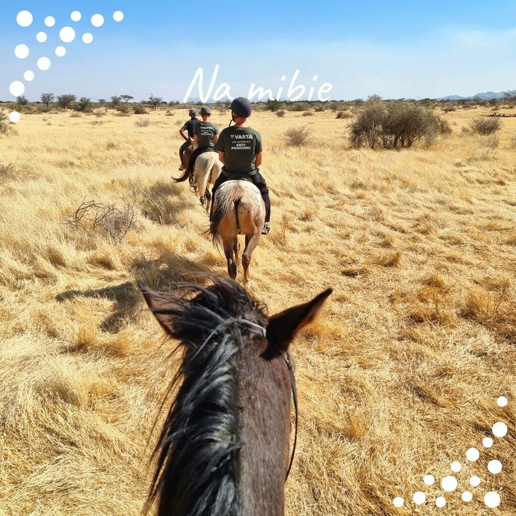 Freepackers's tweet image. Connue pour son désert côtier au bord du Pacifique, la Namibie abrite une faune riche et diversifiée.🇳🇦
Nos projets vous permettront de découvrir le fonctionnement d’un refuge animalier ou en participant à la conservation de l’environnement.👣
Un de n… instagr.am/p/CY1rqSuopmG/