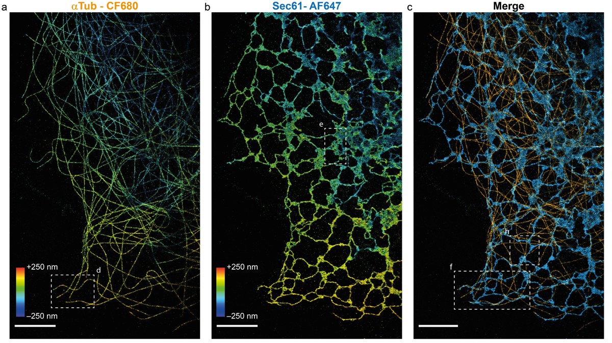 Marijn Siemons (@marijnsiemons) on Twitter photo Excited to share our preprint on multi-colour SMLM using probablity-based fluorophore (PFC) classification!
This method allows for easy and robust SMLM with AF647, CF660 and CF680 in 2D and 3D. A 🧵👇
@KapiteinLukas <a href="/carlasssmith/">Carlas Smith</a> <a href="/JurriensDaphne/">Daphne Jurriens</a>
biorxiv.org/content/10.110… Excited to share our preprint on multi-colour SMLM using probablity-based fluorophore (PFC) classification!
This method allows for easy and robust SMLM with AF647, CF660 and CF680 in 2D and 3D. A 🧵👇
@KapiteinLukas <a href="/carlasssmith/">Carlas Smith</a> <a href="/JurriensDaphne/">Daphne Jurriens</a>
biorxiv.org/content/10.110…