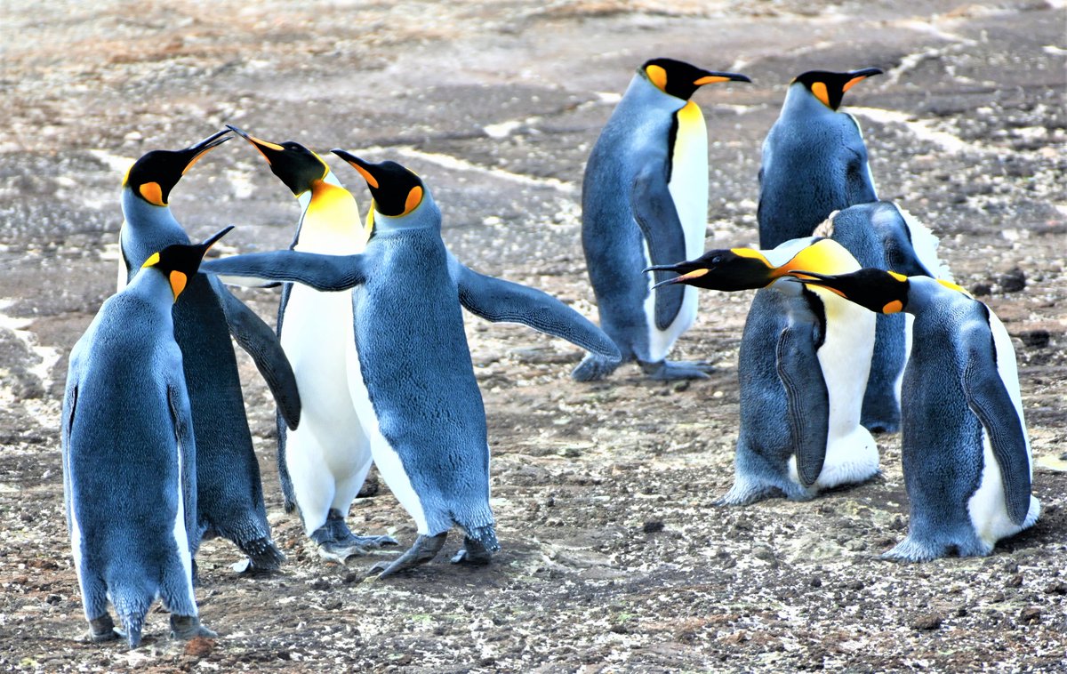 #kingpenguins #saunders #falklandislands #penguinlovers #wildlifephotography #oceanlife