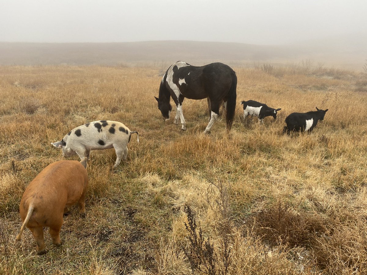 Grow Calgary (@growcalgary) on Twitter photo Betty White's 100th birthday is today, January 17th 2022. In honour of this legend, please donate to F.A.R.M. in Betty White's name.
F.A.R.M. is:
Farm Animal Rescue Mission
in Balzac, Alberta.
Our motto is:
No Harm On The Farm.
#BettyWhiteChallenge #yyc <a href="/jannarden/">Jann “stop live horse export” Arden</a> #rescue Betty White's 100th birthday is today, January 17th 2022. In honour of this legend, please donate to F.A.R.M. in Betty White's name.
F.A.R.M. is:
Farm Animal Rescue Mission
in Balzac, Alberta.
Our motto is:
No Harm On The Farm.
#BettyWhiteChallenge #yyc <a href="/jannarden/">Jann “stop live horse export” Arden</a> #rescue